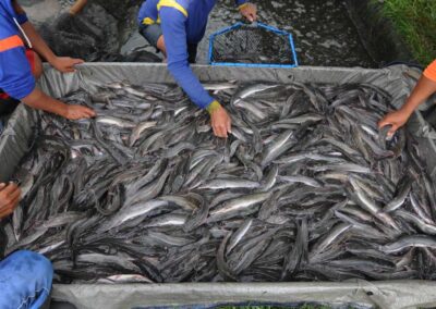 Trik Sukses Budidaya Ikan Lele: Panduan Lengkap dari Pemilihan Bibit hingga Pemasaran