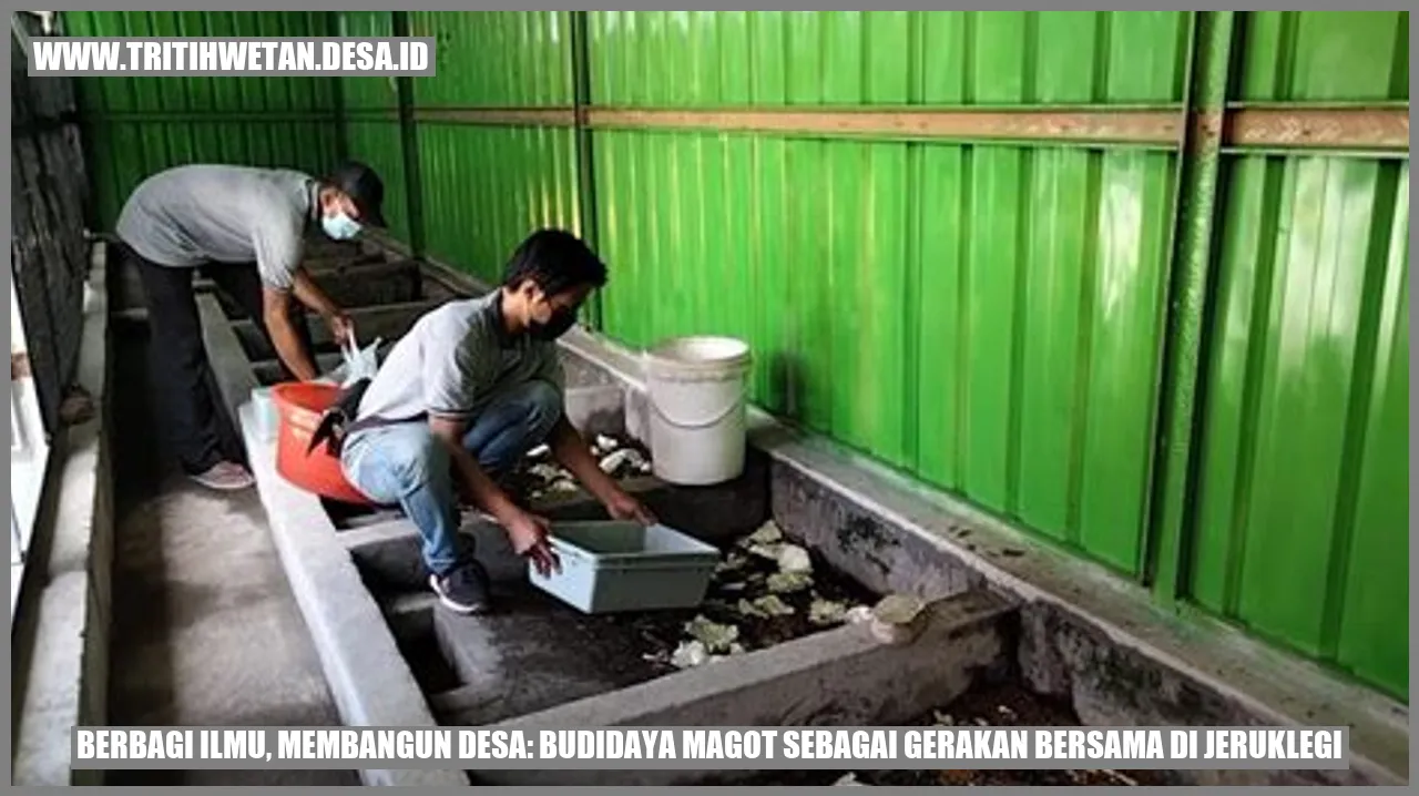 Budidaya Magot