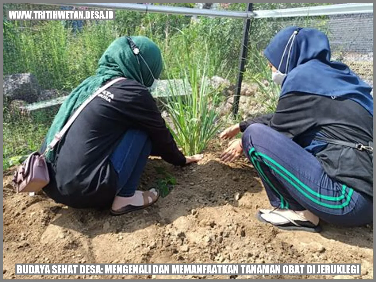 Budaya Sehat Desa: Mengenali dan Memanfaatkan Tanaman Obat di Jeruklegi