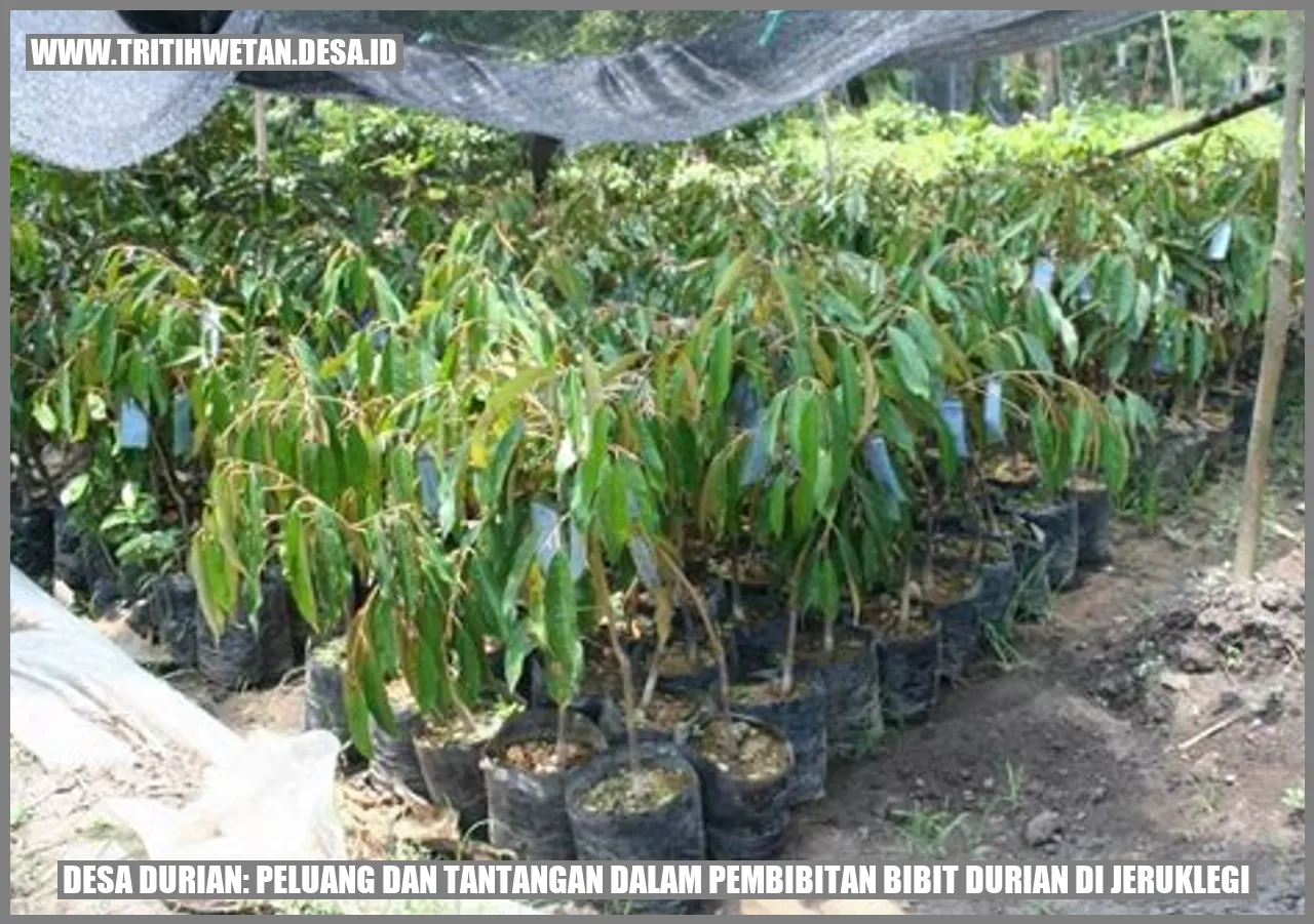 Bibit Durian