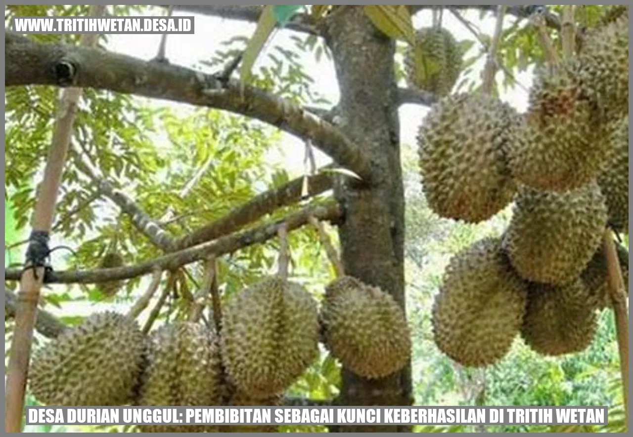 Desa Durian Unggul: Pembibitan sebagai Kunci Keberhasilan di Tritih Wetan