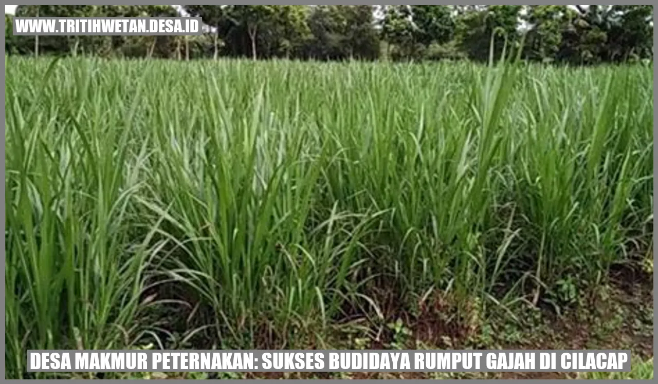 Desa Makmur Peternakan: Sukses Budidaya Rumput Gajah di Cilacap