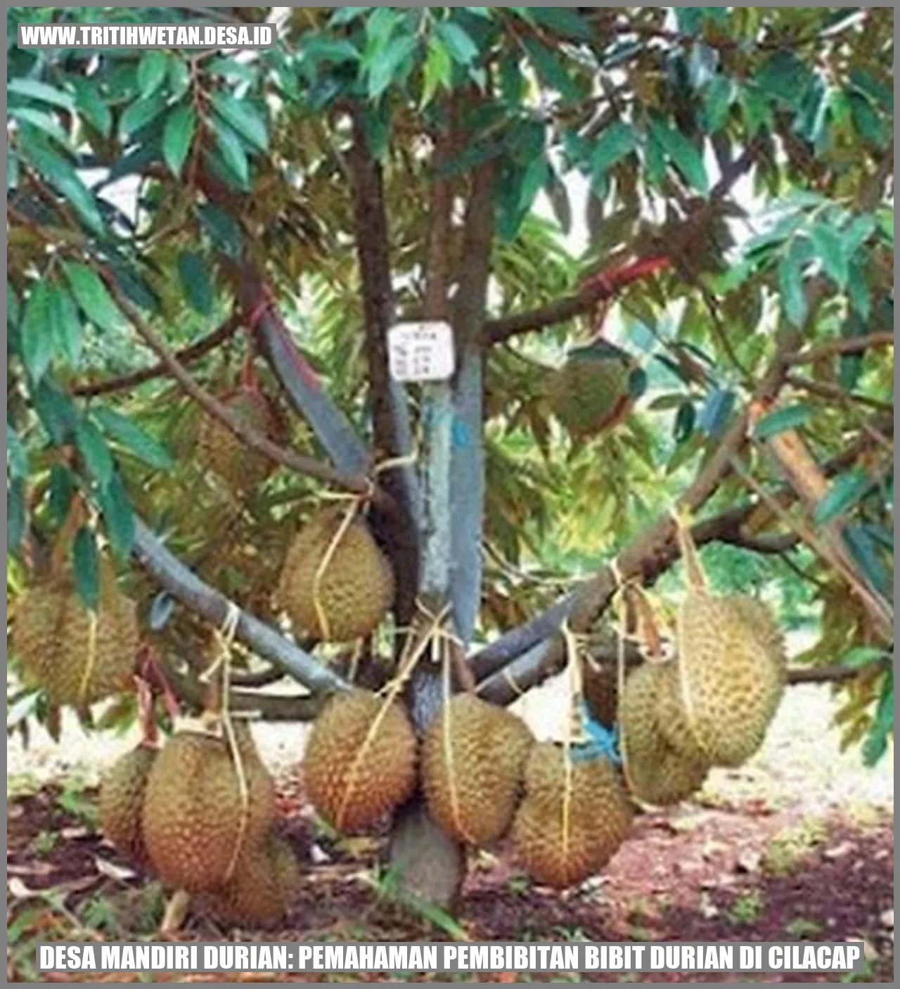 Gambar Pembibitan Durian di Desa Mandiri Durian