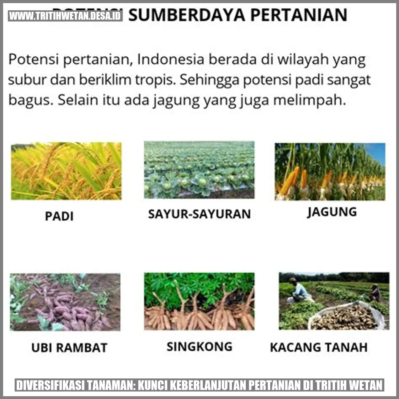 Diversifikasi Tanaman: Kunci Keberlanjutan Pertanian di Tritih Wetan