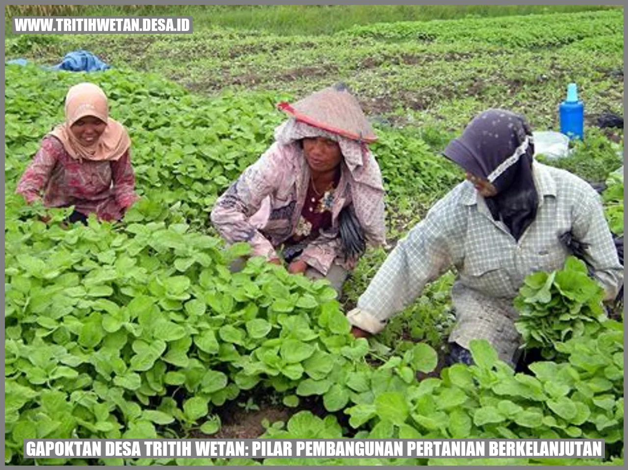 Gapoktan Desa Tritih Wetan: Pilar Pembangunan Pertanian Berkelanjutan