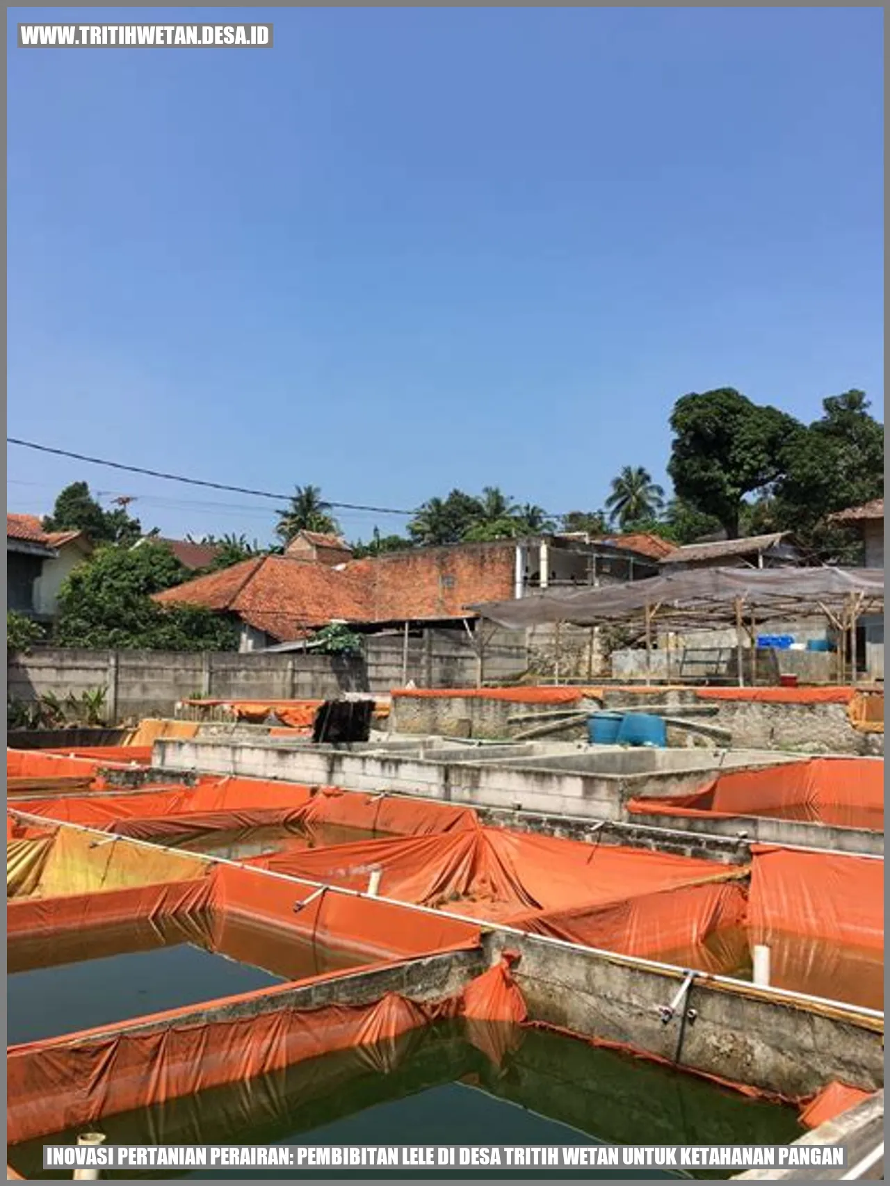 Inovasi Pertanian Perairan: Pembibitan Lele di Desa Tritih Wetan untuk Ketahanan Pangan
