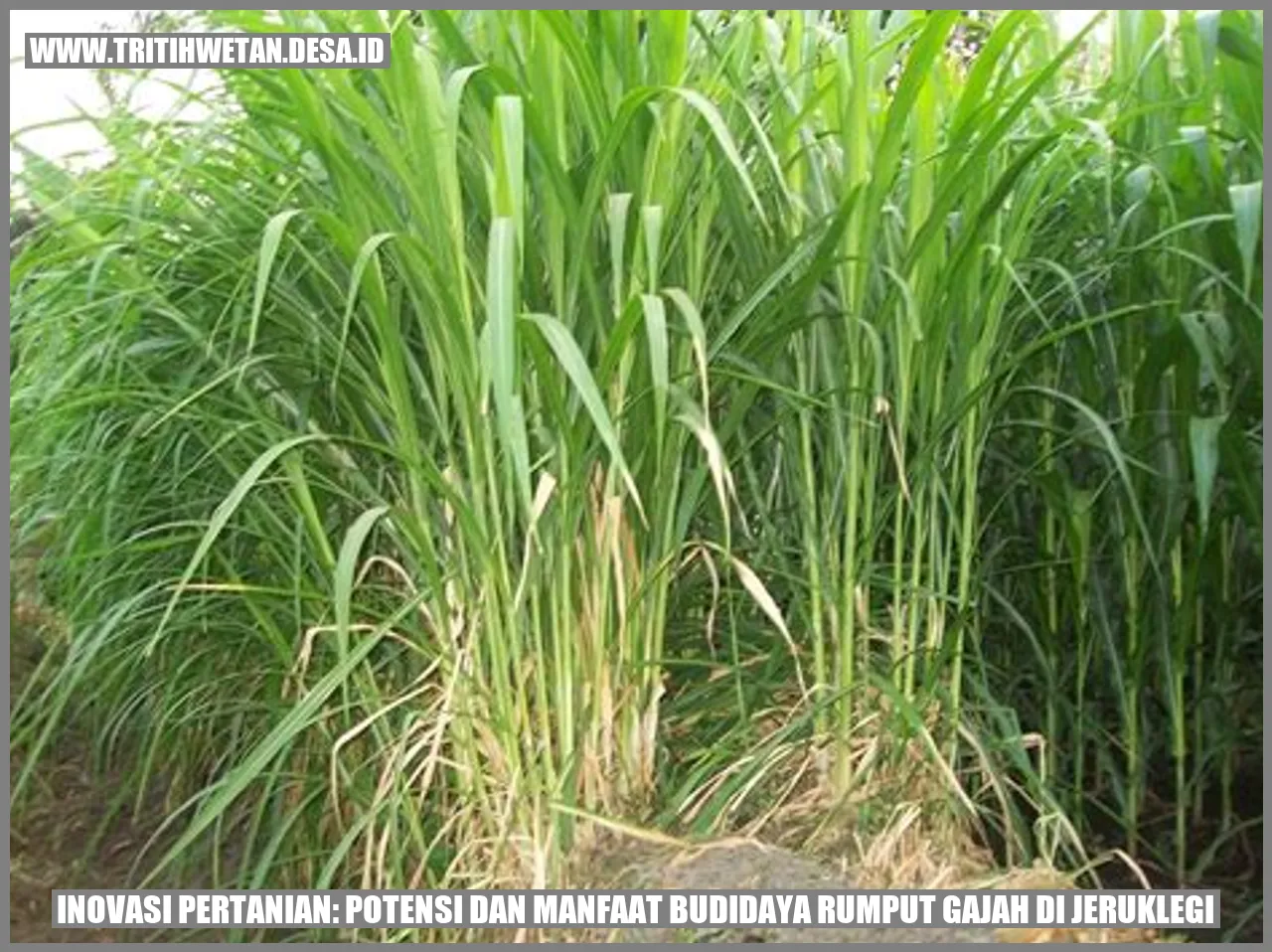 Rumput Gajah