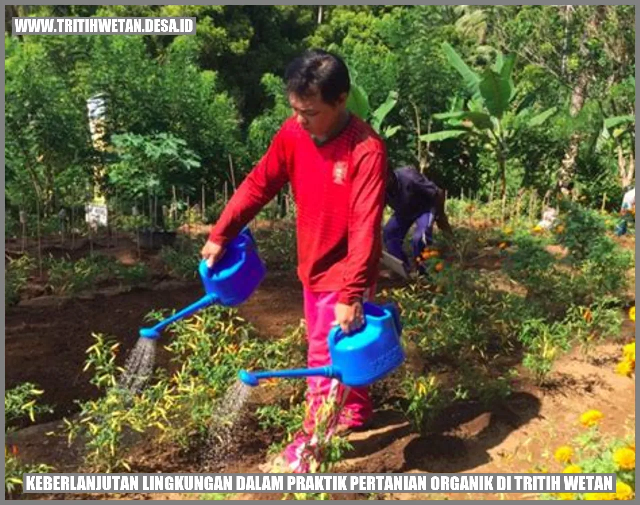 Keberlanjutan Lingkungan dalam Praktik Pertanian Organik di Tritih Wetan