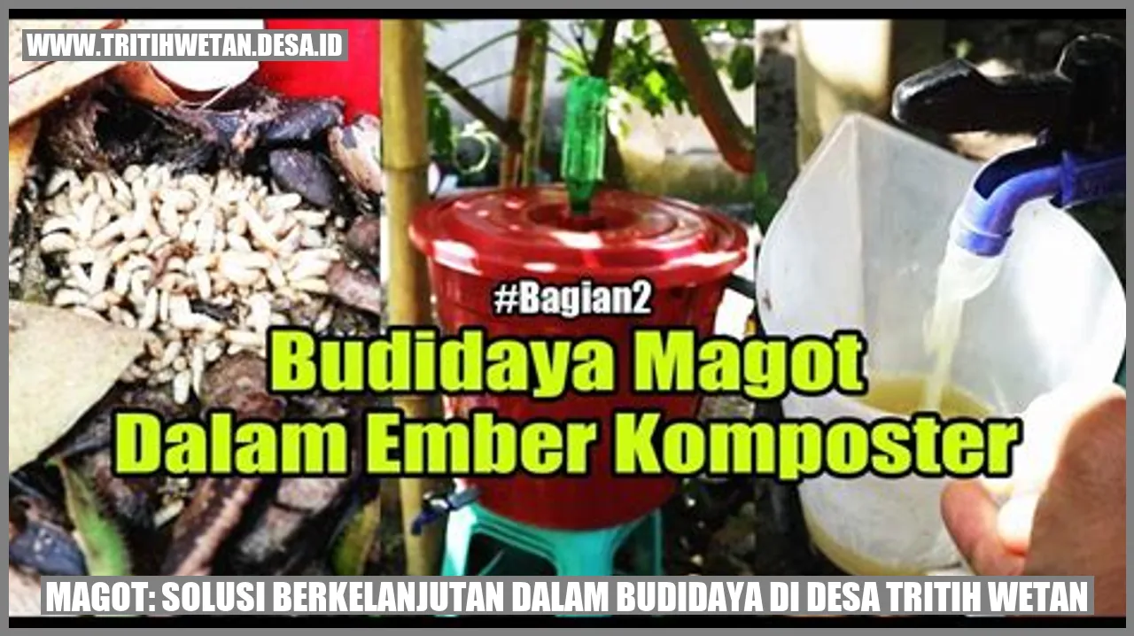 Magot: Solusi Berkelanjutan dalam Budidaya di Desa Tritih Wetan