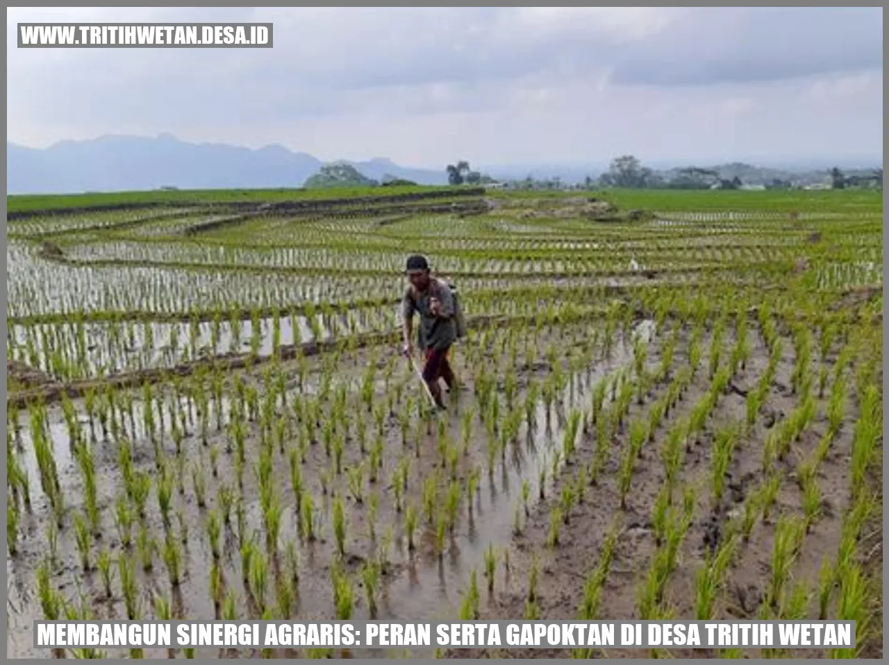 Membangun Sinergi Agraris: Peran Serta Gapoktan di Desa Tritih Wetan