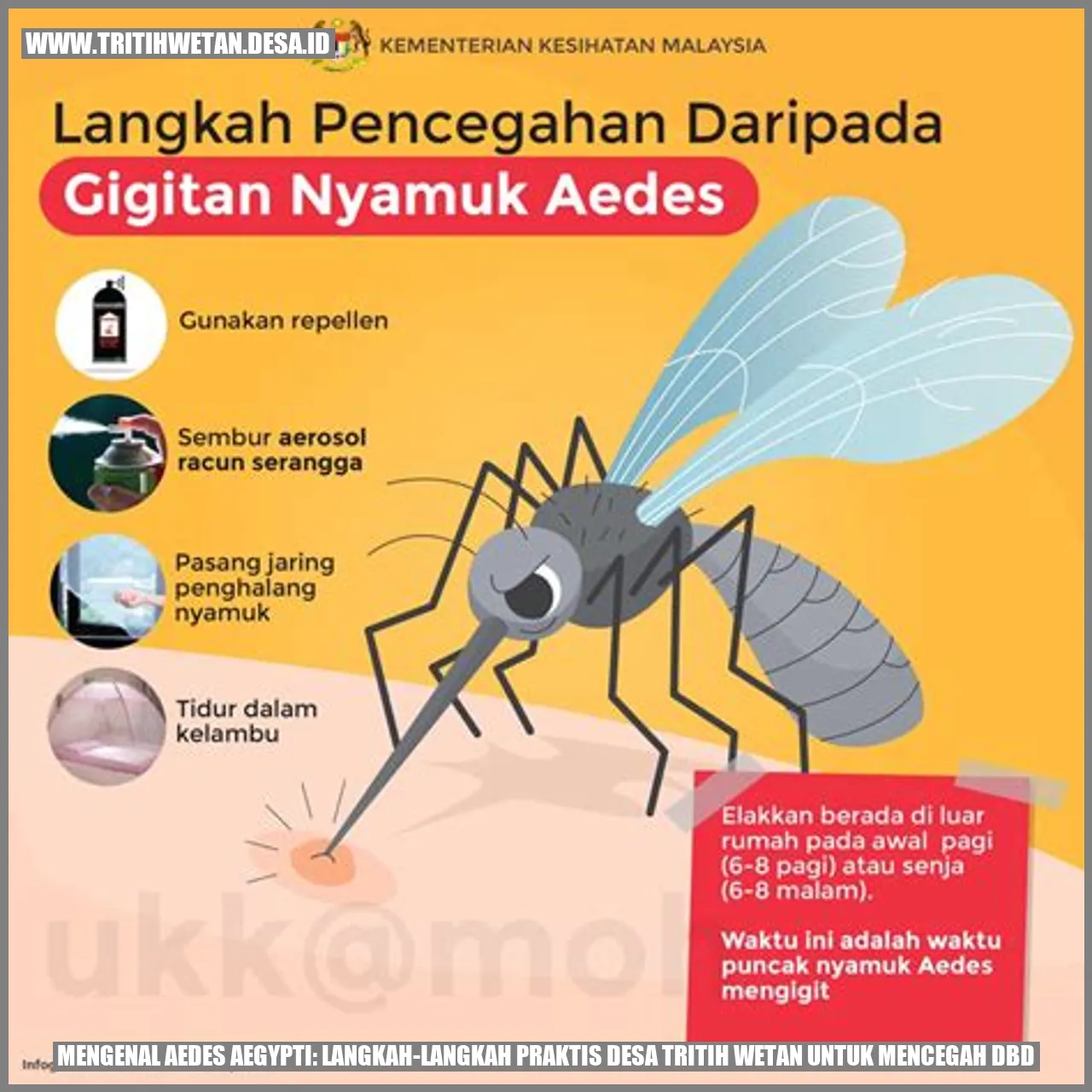 Gambar Aedes aegypti