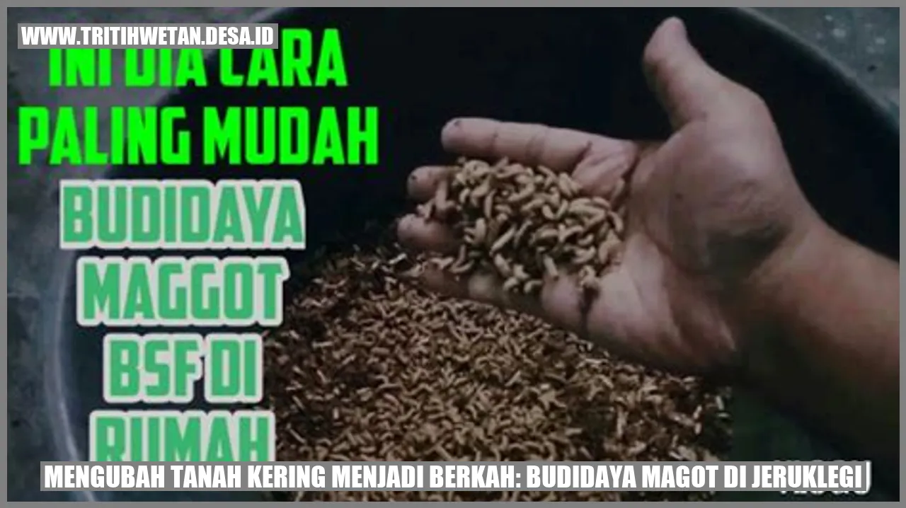 Budidaya Magot di Jeruklegi