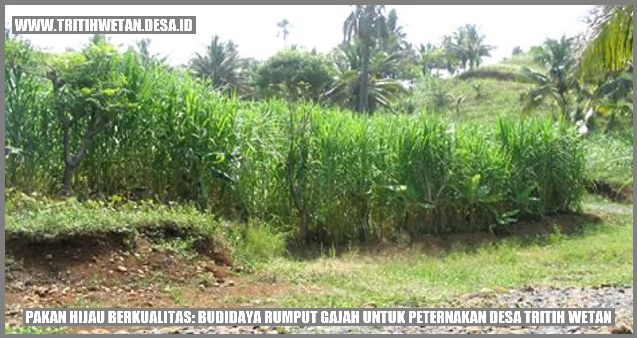 Rumput Gajah