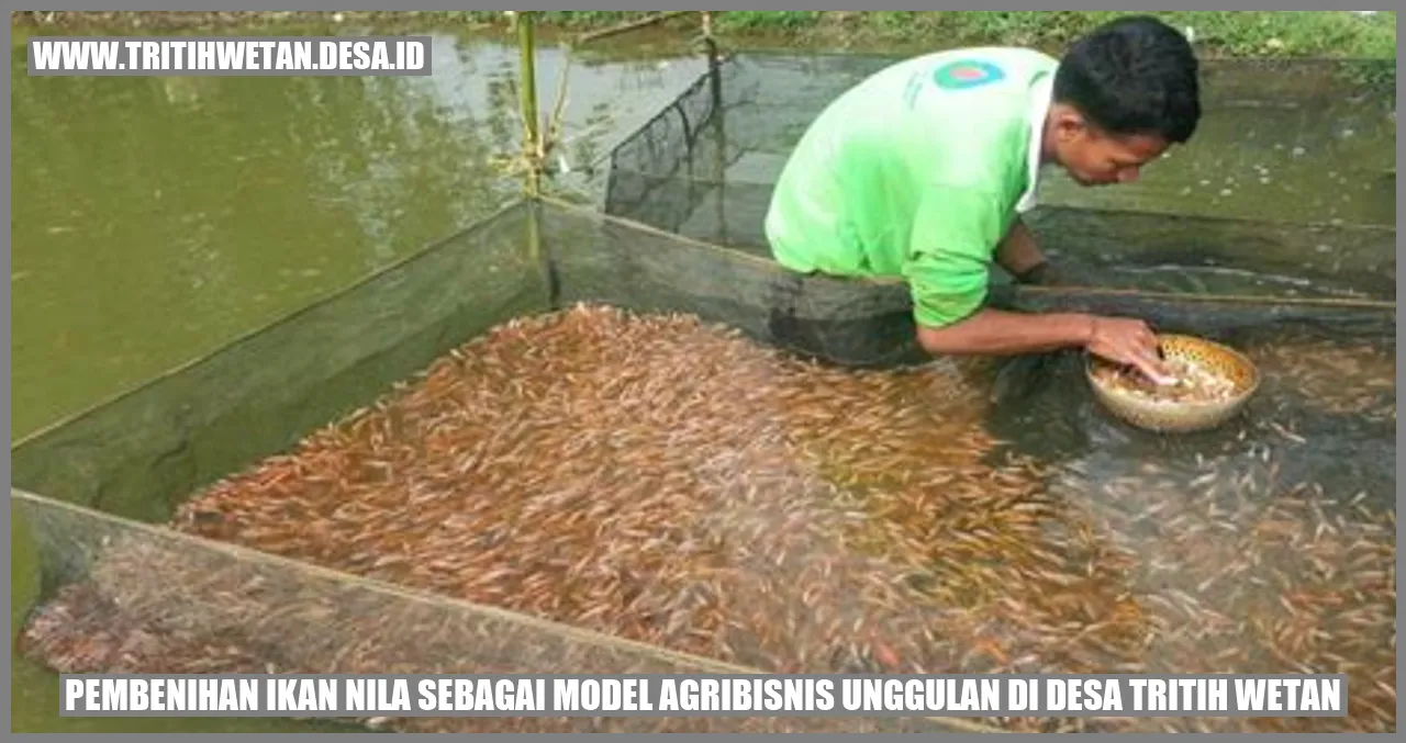 Pembenihan Ikan Nila sebagai Model Agribisnis Unggulan di Desa Tritih Wetan