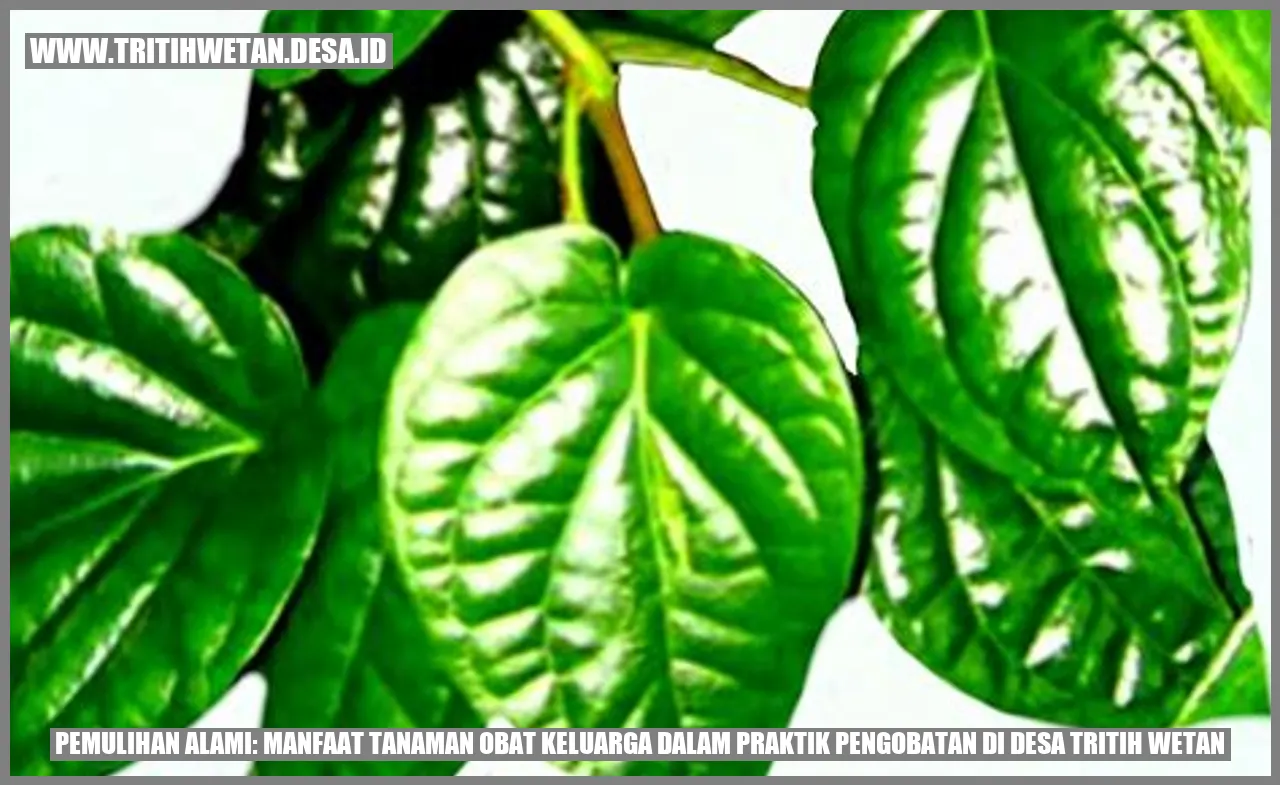 Jamur Kancing