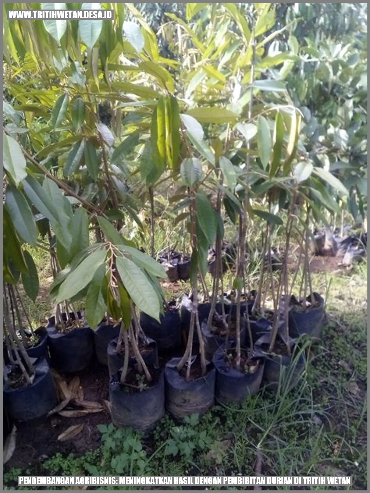 Pengembangan Agribisnis: Meningkatkan Hasil dengan Pembibitan Durian di Tritih Wetan