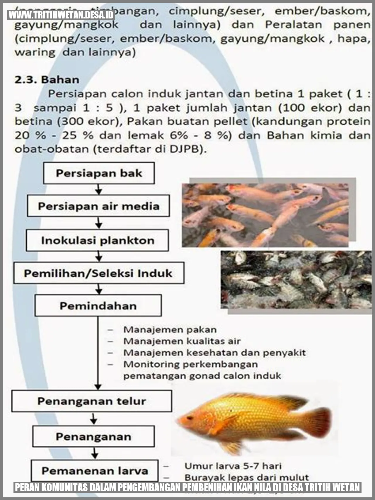 Peran Komunitas dalam Pengembangan Pembenihan Ikan Nila di Desa Tritih Wetan