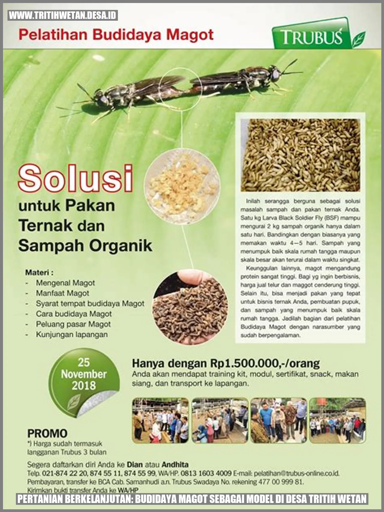 Budidaya Magot di Desa Tritih Wetan
