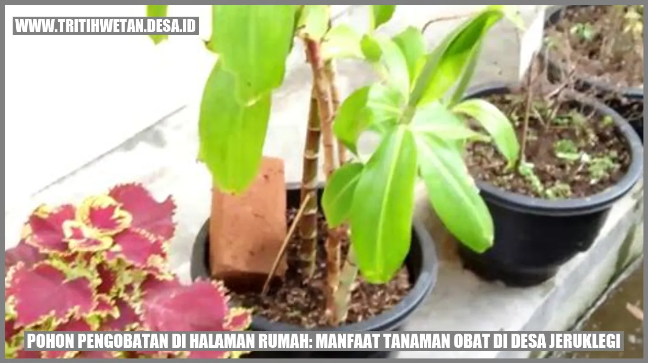 Pohon Pengobatan di Halaman Rumah: Manfaat Tanaman Obat di Desa Jeruklegi
