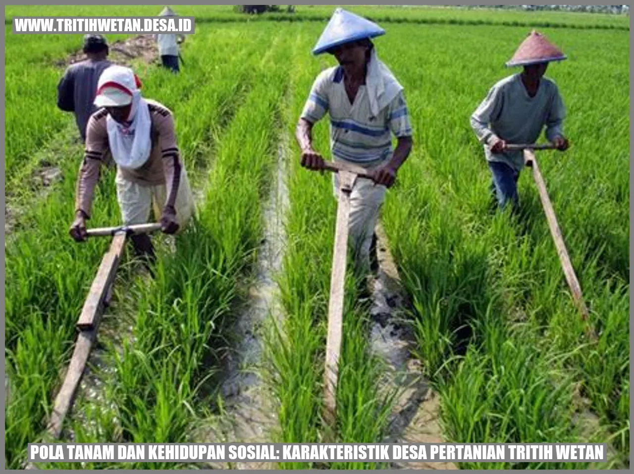 Pola Tanam dan Kehidupan Sosial: Karakteristik Desa Pertanian Tritih Wetan